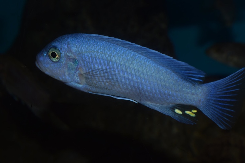 Maylandia callainos 'Nakantenga Reef'